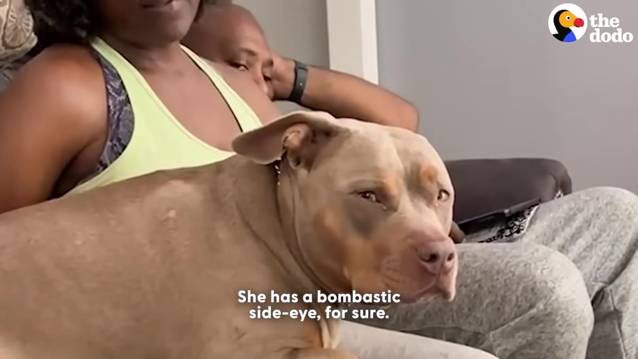 A tan pit bull sits on a couch next to a woman in a yellow tank top, giving a dramatic side-eye look toward the camera.
