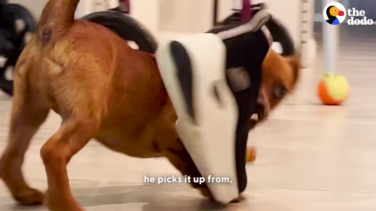 A small brown dog carrying a large black and white sneaker in its mouth on a light-colored floor.