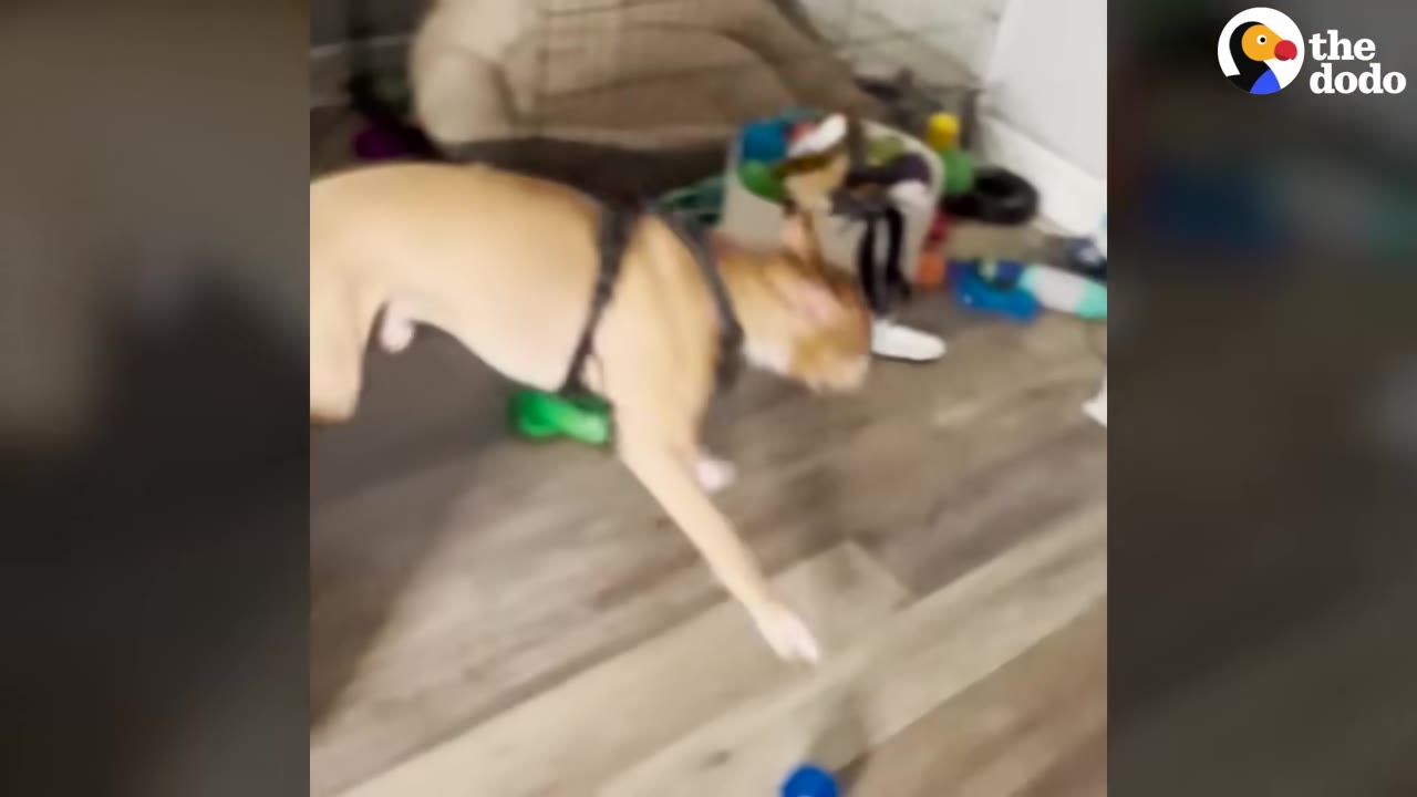 A tan dog wearing a harness runs across a wooden floor with toys scattered in the background.