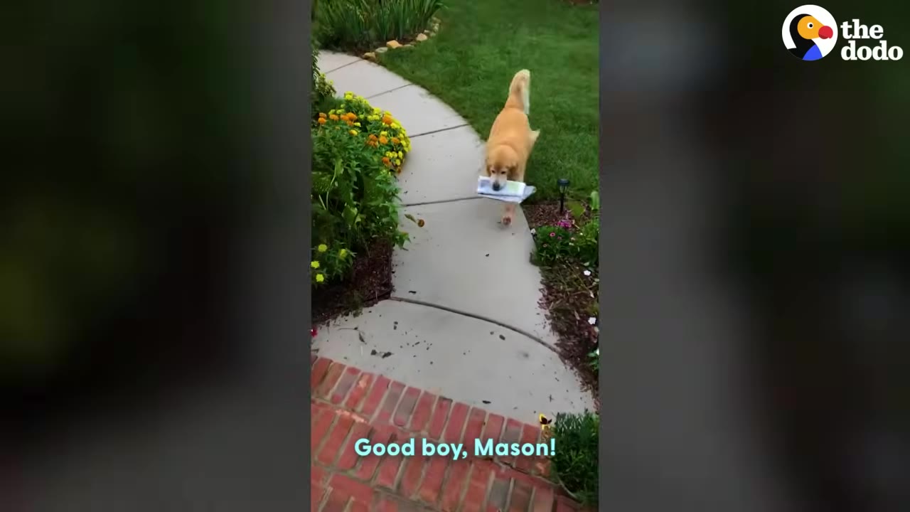 A golden retriever walks up a concrete garden path carrying a rolled-up newspaper in its mouth.