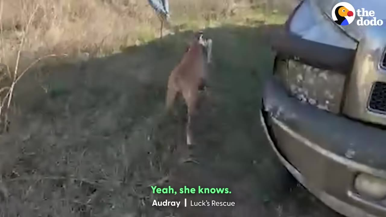 A brown dog walks along a grassy path next to a parked vehicle.