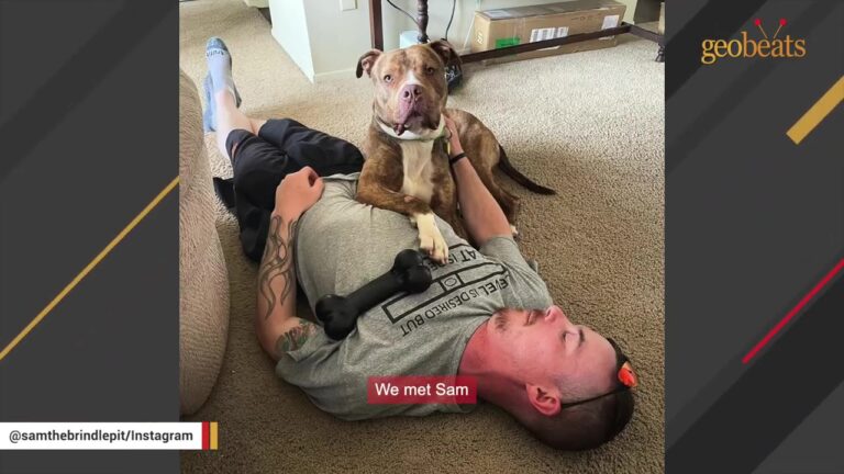 Abandoned Ohio Dog Carried One Tiny Clue That Made His Lonely Past Even More Mysterious