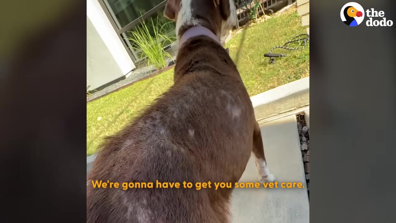 A close-up shot of a brown dog's back showing patchy, thinning fur and dry skin.