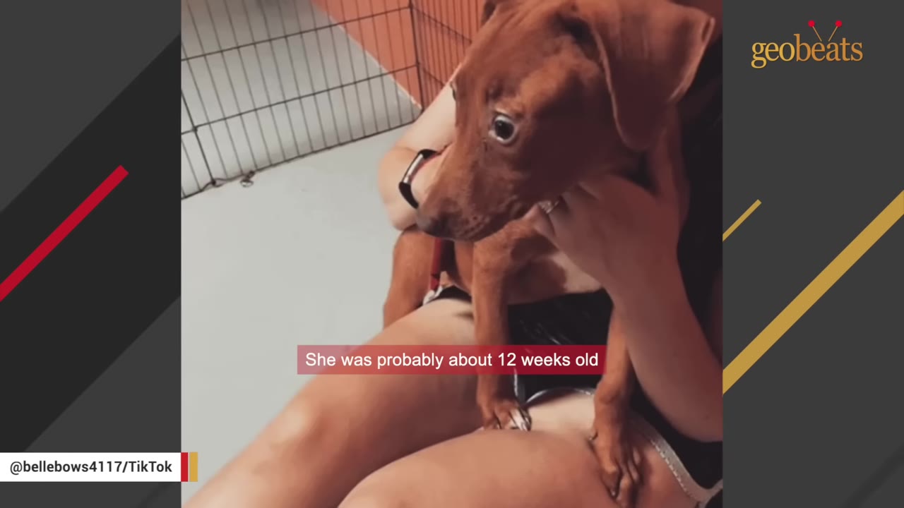 A small brown puppy sits on a person's lap in front of a wire kennel gate.