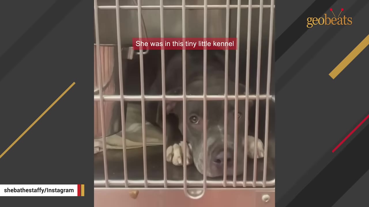 A gray and white dog lies quietly inside a metal kennel cage at an animal shelter, looking out through the bars.