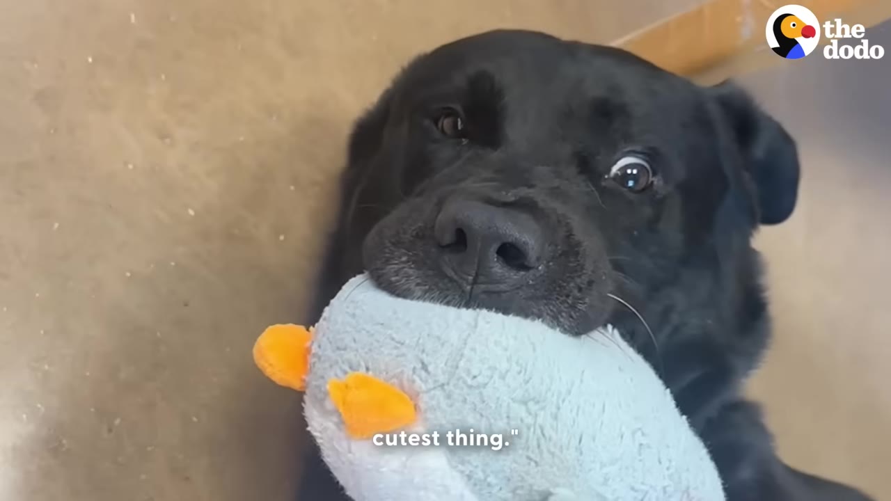 A close-up of a black dog holding a light blue plush toy with orange feet in its mouth.