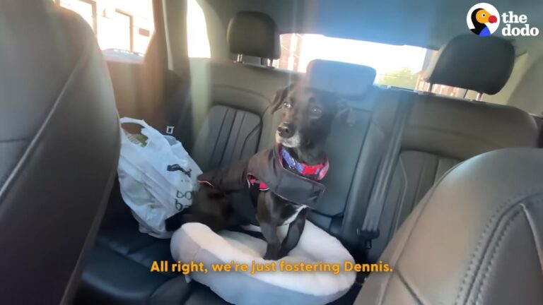 California Man Broke His Collarbone, But A Nervous Foster Dog Ended Up Healing His Heart