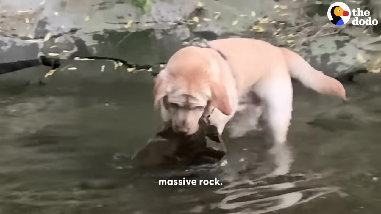 A yellow Labrador retriever standing in shallow water, lifting a large rock in its mouth as its head breaks the surface.