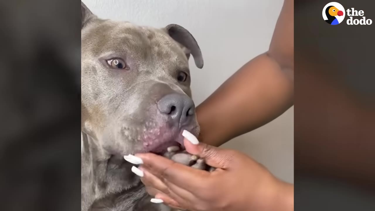 A close-up of a grey pit bull-type dog with skin irritation around his muzzle being gently held by a person's hands.