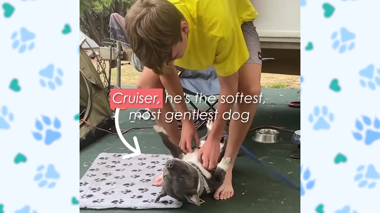 A young boy in a yellow shirt gently rubs the belly of a grey and white puppy lying on its back on a mat outdoors.