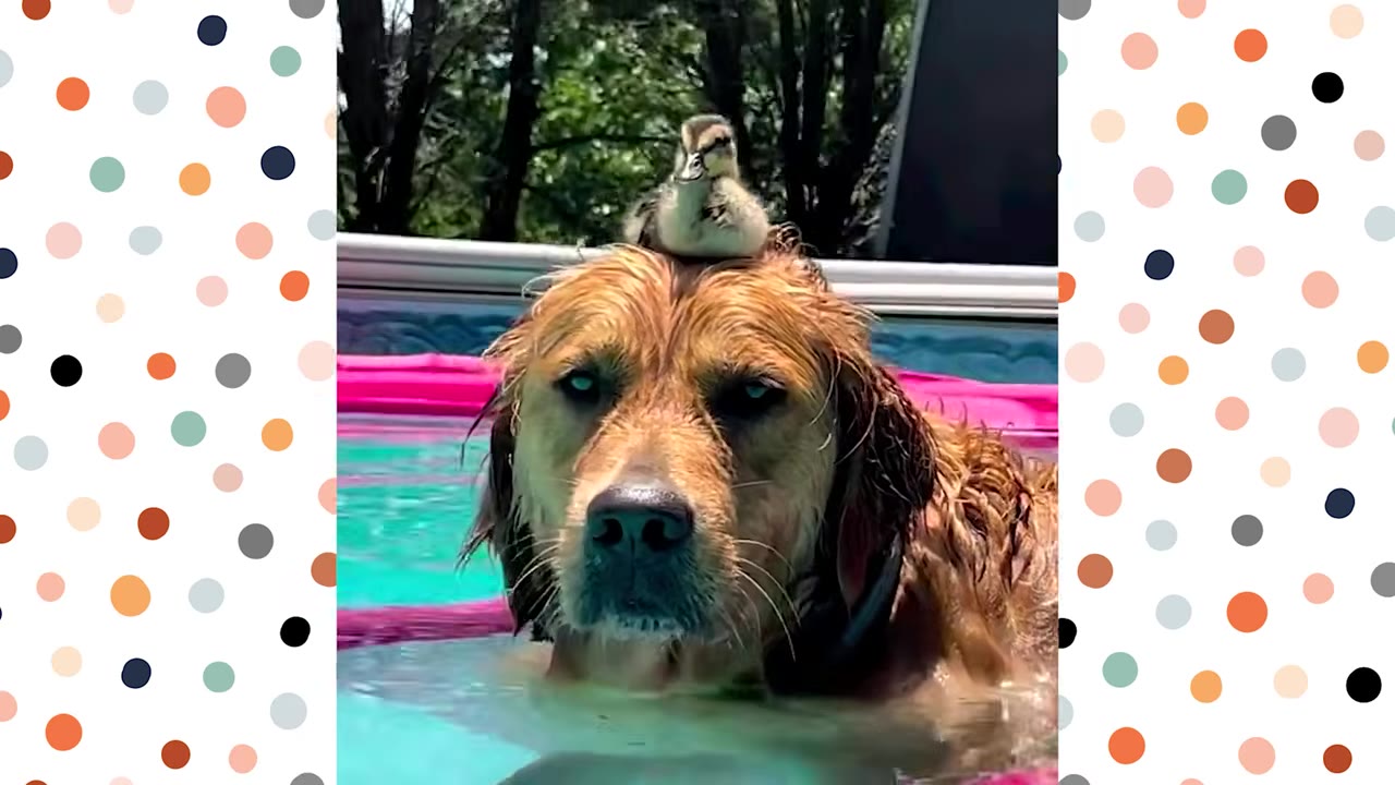 A golden retriever dog in a swimming pool with a small duckling perched on top of its head.