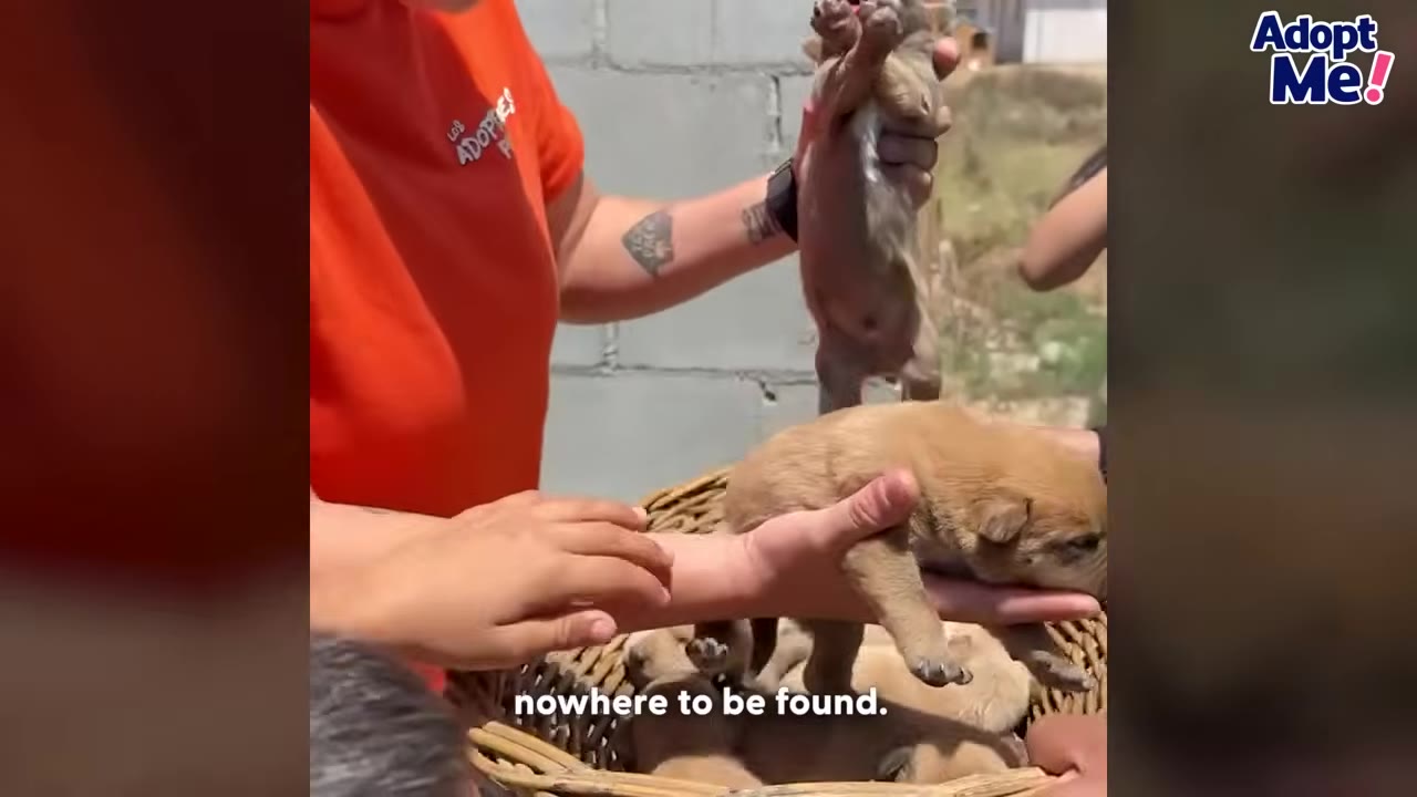 A rescuer in an orange shirt holds a small brown puppy in their hands above a wicker basket filled with other puppies.