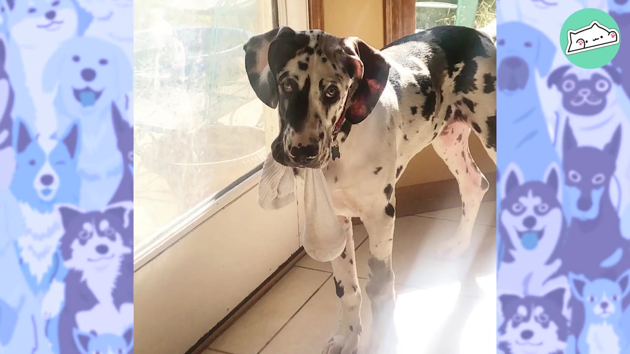 A black and white spotted Great Dane stands near a glass door, gently holding a white sock in its mouth.