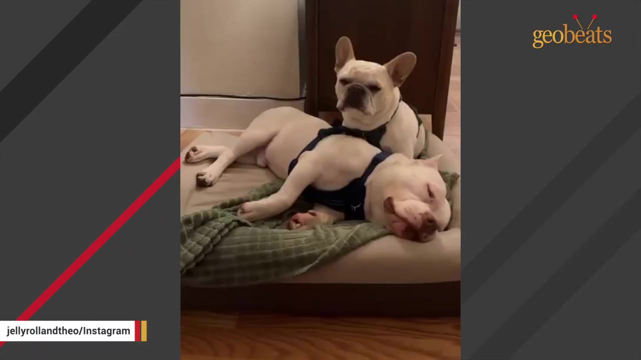 A French bulldog sits behind a larger white dog sleeping on a dog bed.