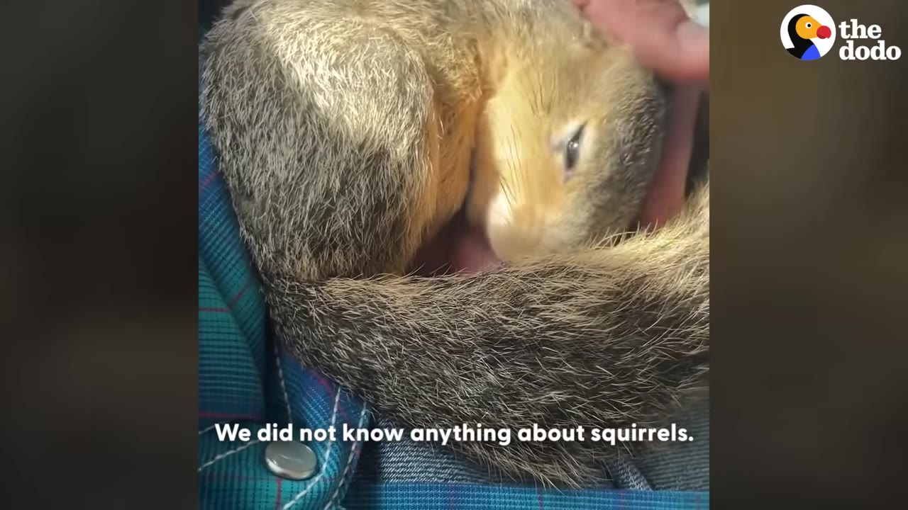 A close-up of a small brown squirrel curled up asleep in a person's lap, with a text overlay that reads 'We did not know anything about squirrels.'