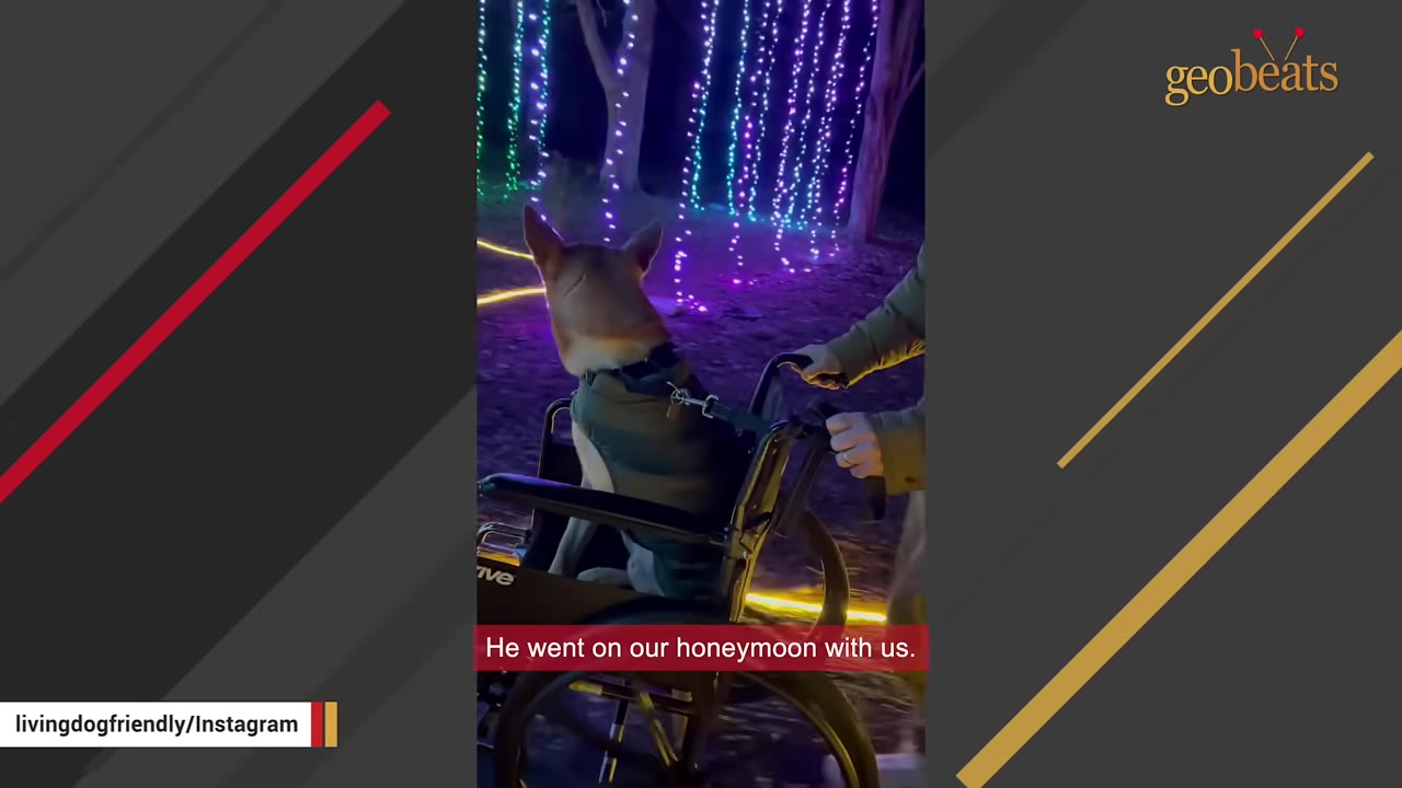 A dog wearing a green vest sits in a wheelchair being pushed outdoors at night, with colorful hanging lights in the background and a caption that reads, 'He went on our honeymoon with us.'