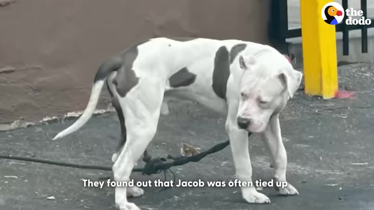 A white dog with grey patches stands on an asphalt surface, tied up with a black leash.