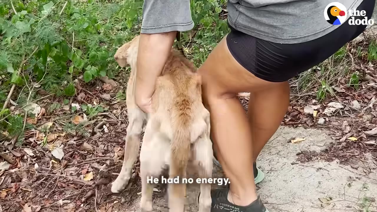 A person supports a very thin, light brown dog that appears weak and fragile, standing on a dirt path.