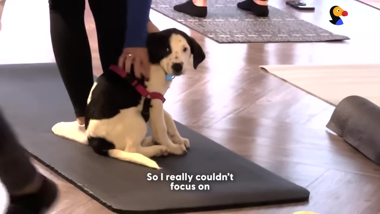A black and white puppy wearing a red harness sits on a dark yoga mat, leaning against a person's legs while being petted.