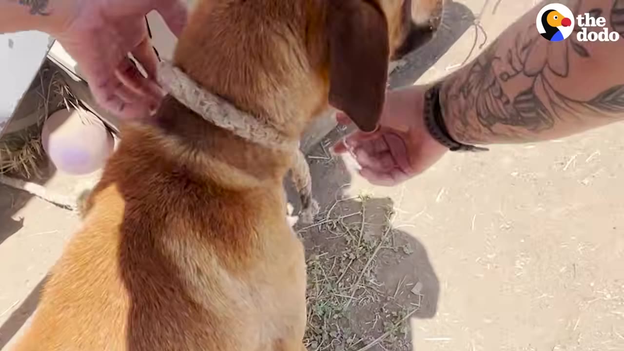 A brown dog being gently petted on the neck and head by two people's hands outdoors.