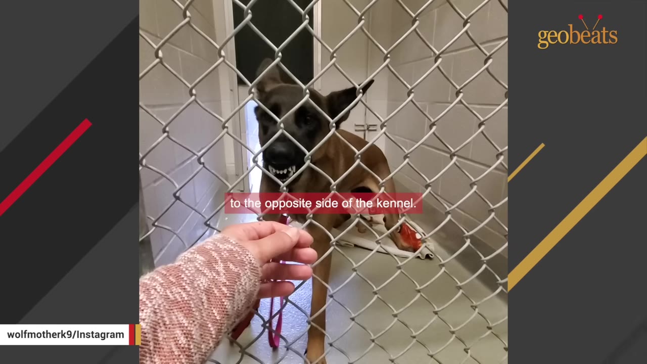 A brown dog with black facial markings bares its teeth behind a chain-link kennel fence as a hand reaches toward it.