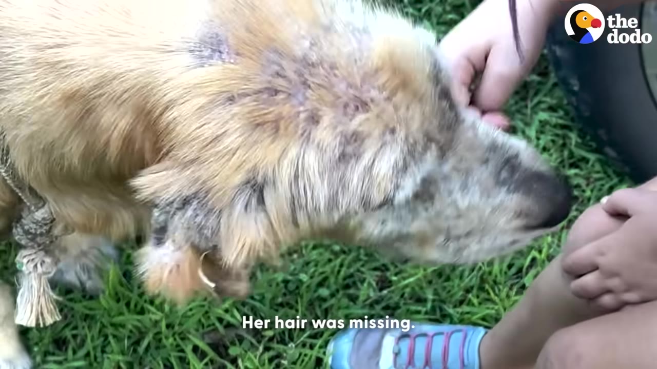 A golden-furred dog with severe hair loss and skin issues stands on green grass, gently leaning her head toward a person's hand as they pet her.