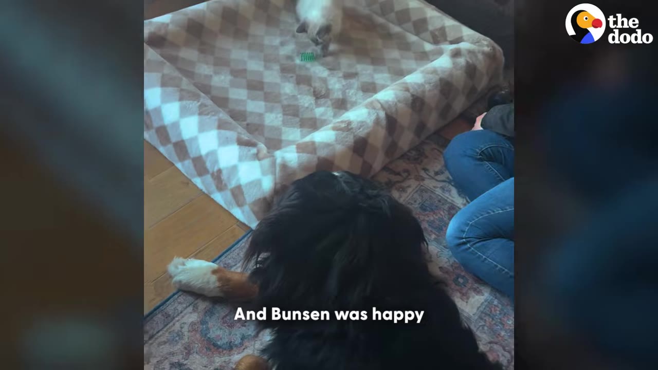 A fluffy black and white dog lies on a rug, watching a small light-colored kitten play in a large checkered pet bed.