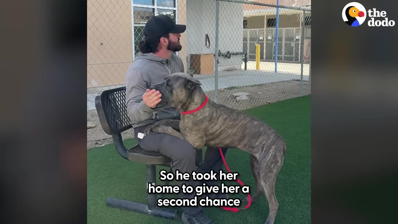 A man wearing a grey hoodie and black baseball cap sits on an outdoor bench as a brindle dog with a red collar leans its front paws on his lap.