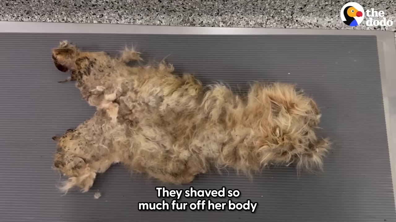 A large, thick pelt of matted light brown dog fur that has been shaved off in one piece, lying on a grey ribbed mat.