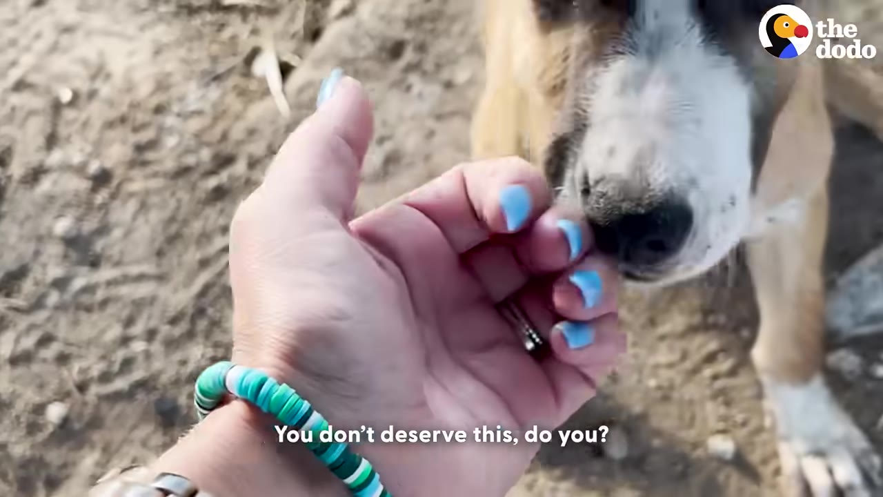 A close-up of a person's hand with blue nail polish and a beaded bracelet reaching out to a light brown and white puppy who is sniffing their fingers.