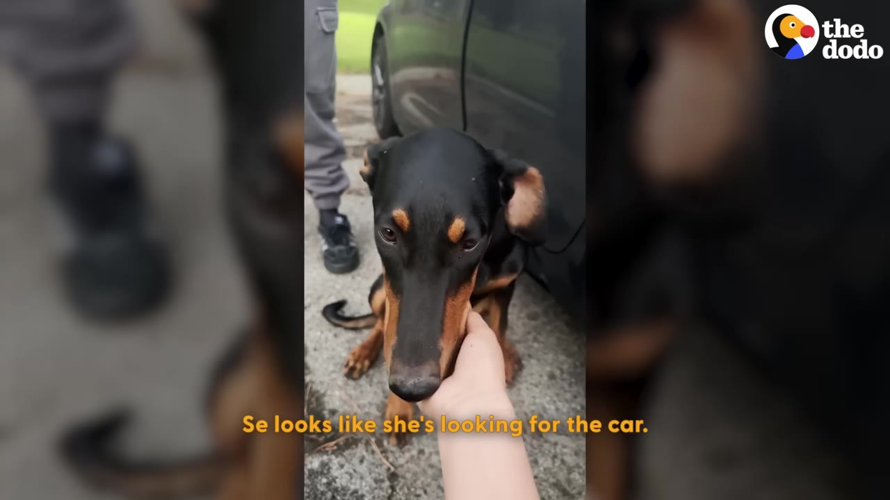 A close-up of a black and tan dog looking sad as a person gently cradles her chin in their hand next to a dark car.
