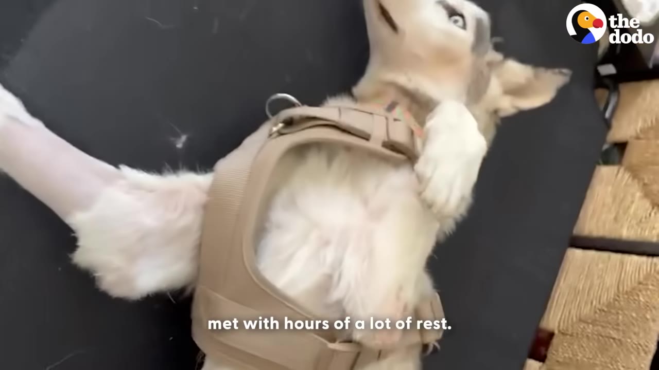 A husky-mix dog wearing a tan harness lies on his back on a dark surface, resting.