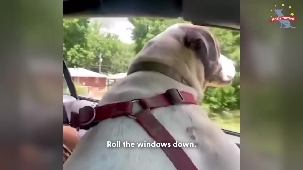 A light-colored dog wearing a red harness looks out of an open car window at the passing green trees.