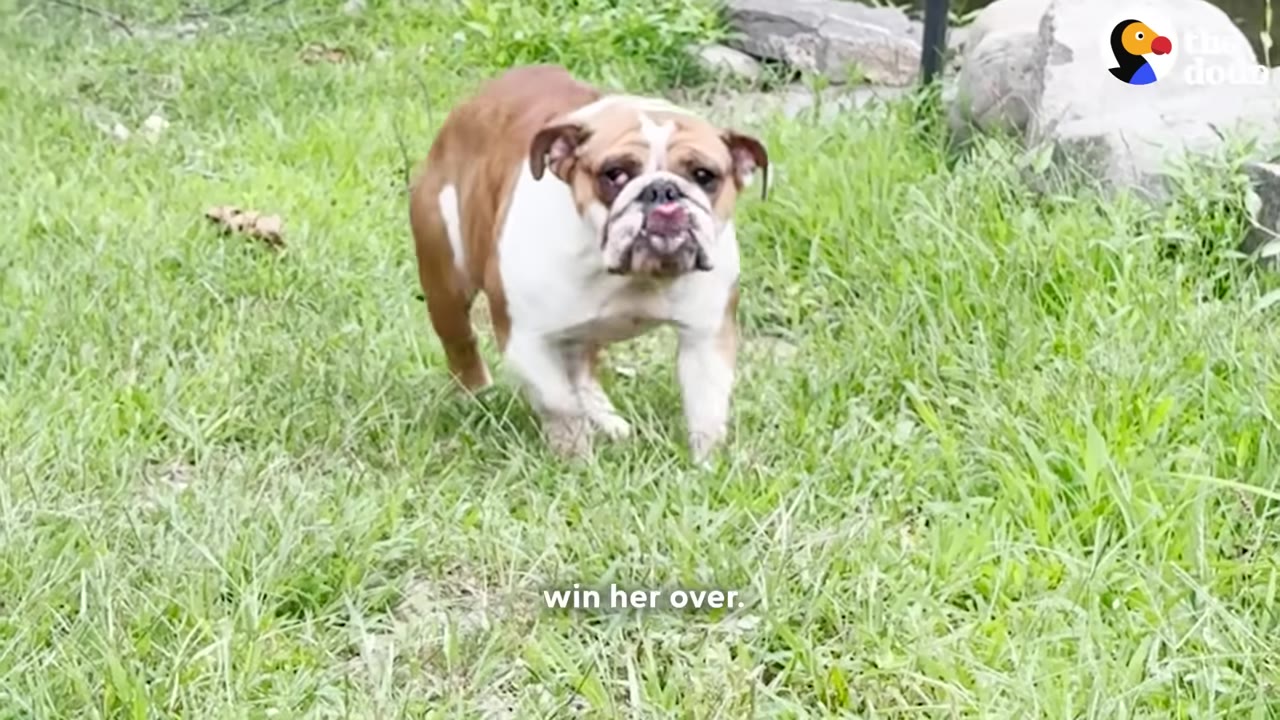 A brown and white bulldog stands hesitantly in a grassy field, looking timidly toward the camera.