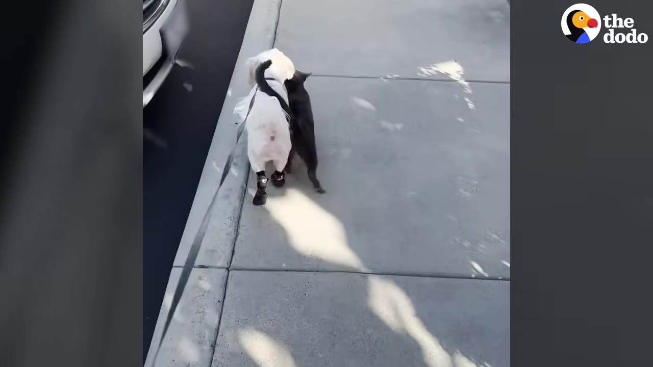 A small grey cat walks closely alongside a fluffy white dog wearing black booties on a concrete sidewalk.