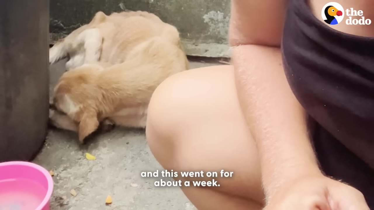 A small light brown dog lies curled up on a concrete floor near a pink bowl, with small bits of food scattered on the ground nearby as a caretaker kneels close by.