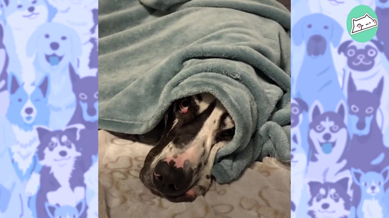 A large black and white Great Dane dog peeks out timidly from underneath a soft blue blanket.