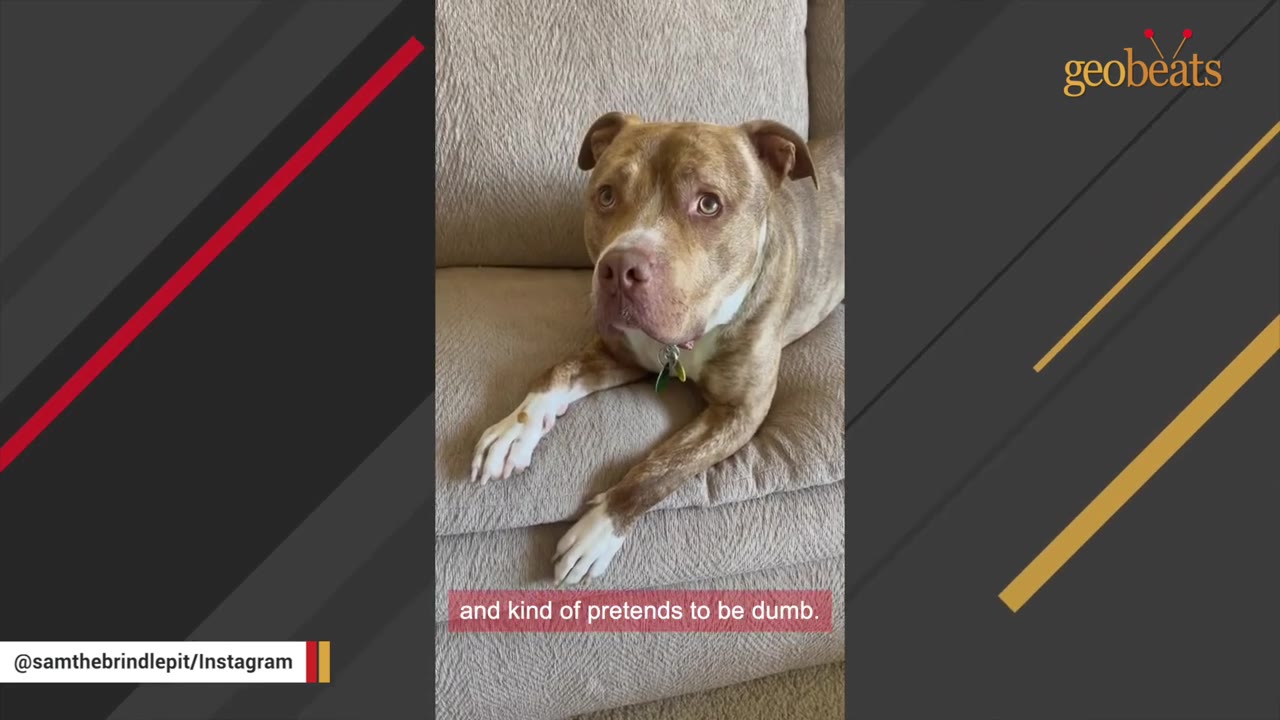 A brindle pit bull mix lies on a beige couch, looking up with wide, expressive eyes under the subtitle 'and kind of pretends to be dumb.'