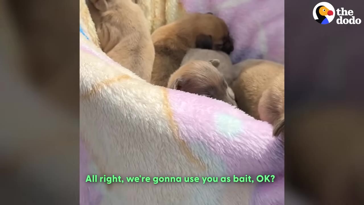 Several small, light brown puppies sleeping huddled together inside a soft, pink and white fuzzy blanket.