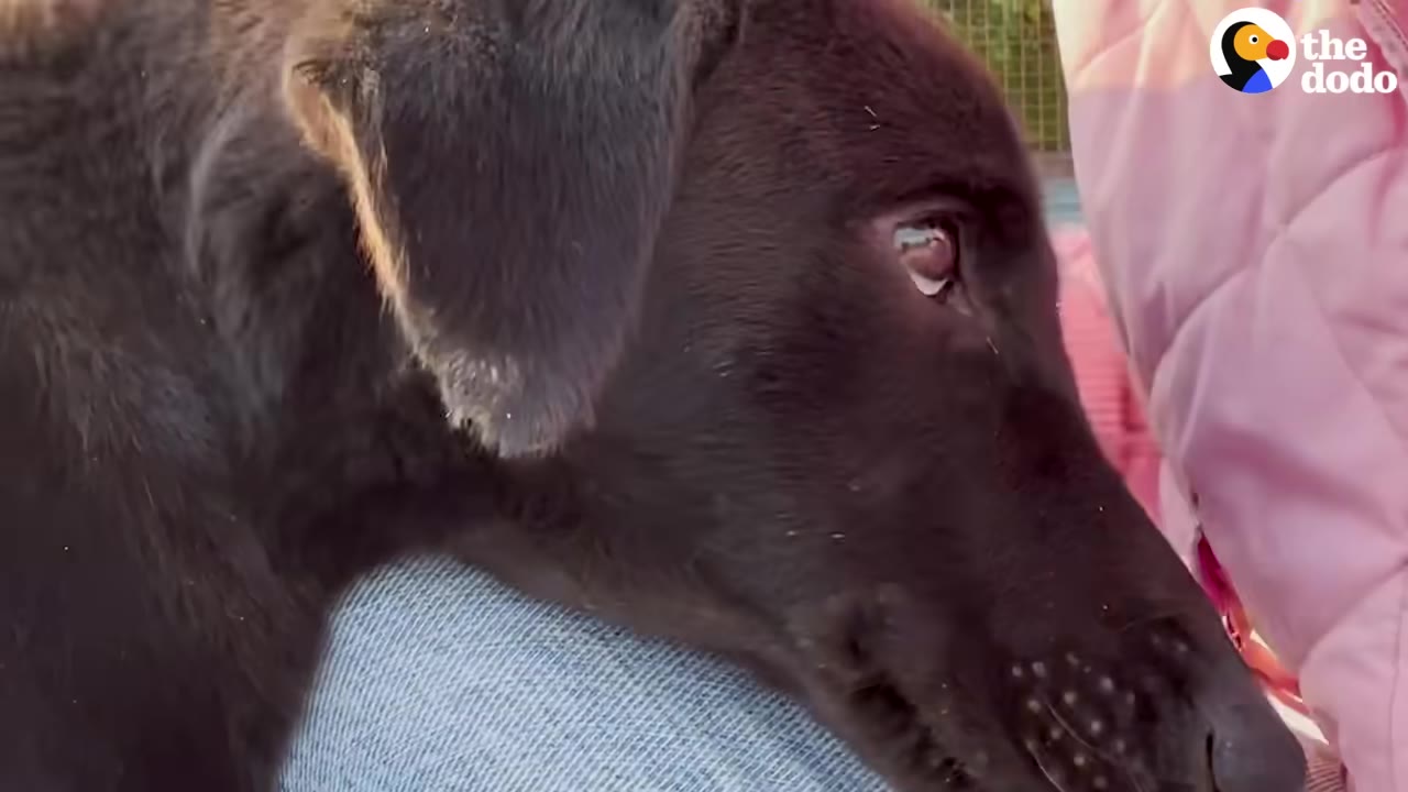 A close-up shot of a black dog resting its head affectionately on a person's lap.