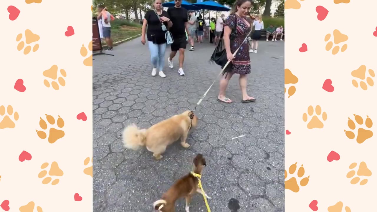 A fluffy tan Pomeranian dog on a leash walks on a paved park path with several people walking in the background.