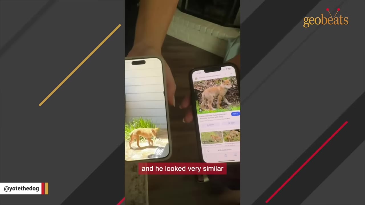 Two smartphones held side-by-side showing a comparison between a photo of a small tan animal in a yard and a search result for a coyote pup.