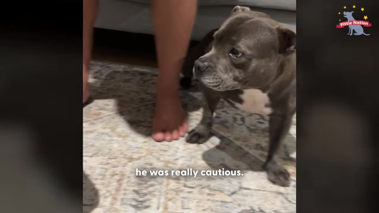 A grey pit bull dog stands cautiously on a patterned rug next to a person's bare feet, looking off-camera with wide eyes.
