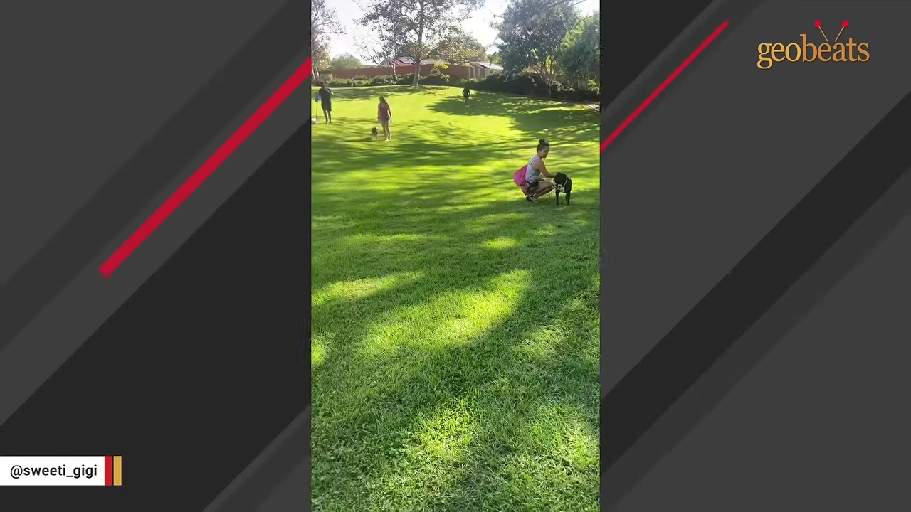 A wide shot of a sunny green park where several people and their dogs are spaced out on the grass, participating in a community gathering.