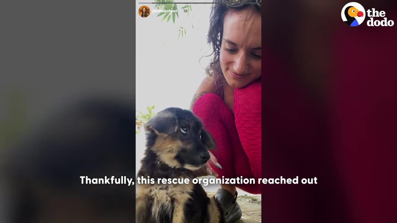 A screenshot of a social media story showing a woman in pink clothing smiling down at a small, fluffy black and tan puppy.