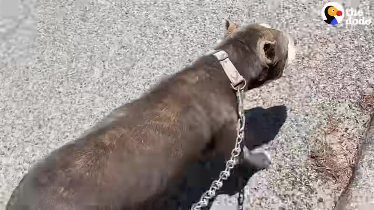 A thin, dark-colored dog wearing a collar and attached to a heavy metal chain walks on an asphalt surface.