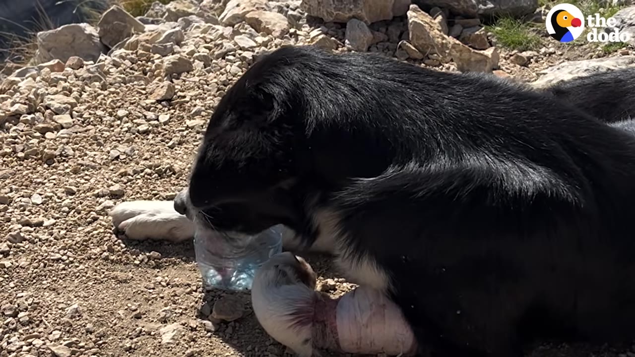 A black and white dog lies on a rocky ground, drinking water from a cut plastic bottle, with its front paw heavily bandaged and swollen.