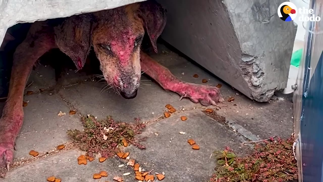 A dog with severe hair loss and red, irritated skin peeks out from under a concrete structure toward scattered kibble on the ground.
