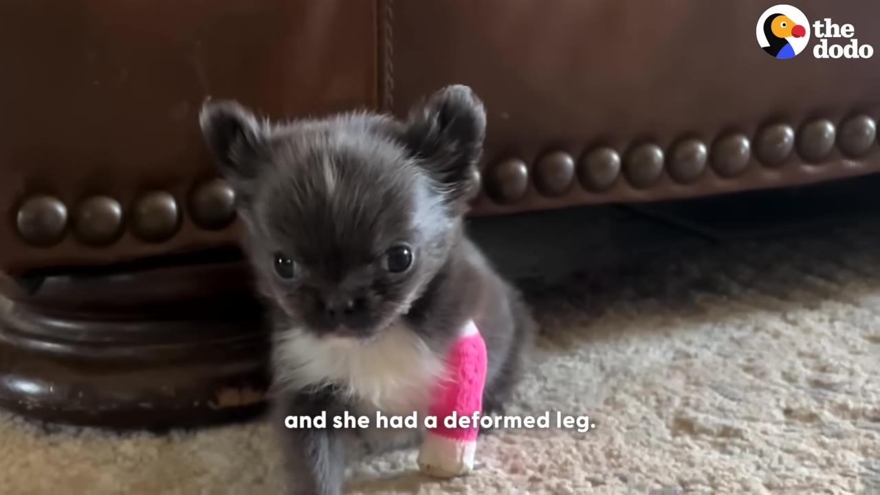 A tiny grey and white puppy with a pink cast on its front leg sits on a carpet next to a brown leather sofa.