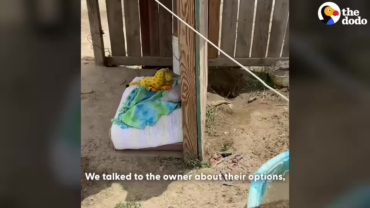 A dog bed with a blue and green blanket and a yellow stuffed giraffe toy sits on the dirt ground next to a wooden fence.